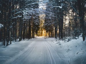 woods in the snow