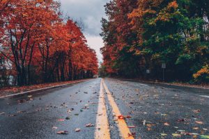 road with autumn trees