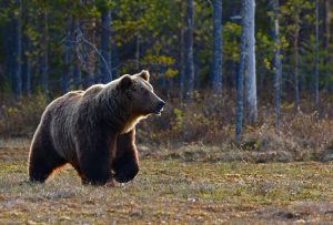 brown bear in the woods