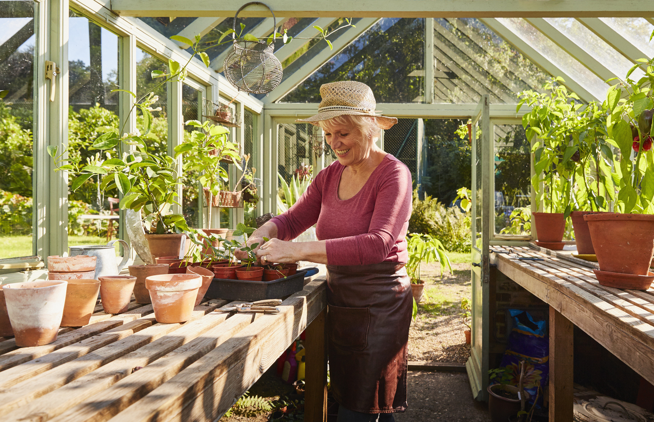 Senior woman potting plants in sunny greenhouse
